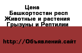 . › Цена ­ 50 - Башкортостан респ. Животные и растения » Грызуны и Рептилии   